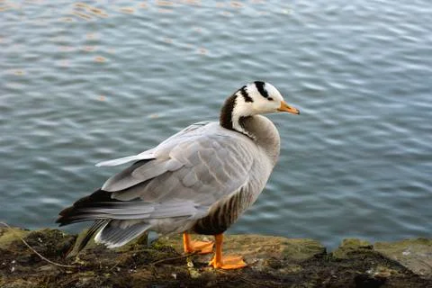 Bird in a park Stock Photos