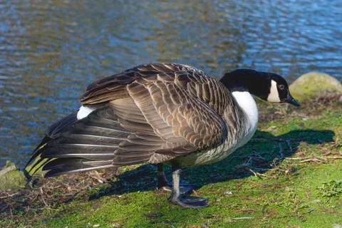 Bird in a park Stock Photos