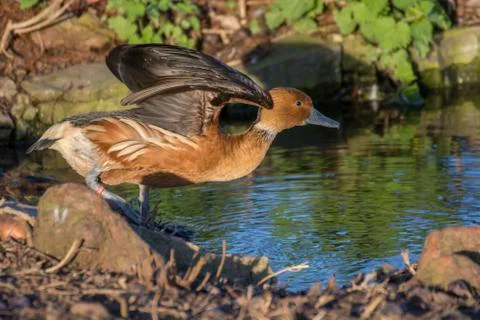Bird in a park Stock Photos
