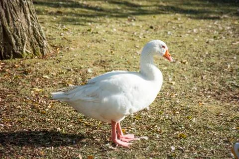 Bird in a park with selective focus Stock Photos