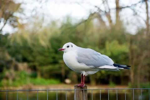 Bird in a park with selective focus Stock Photos