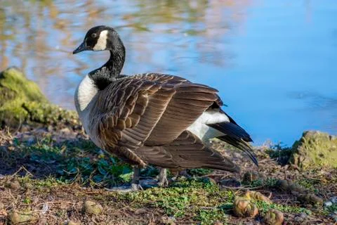 Bird in a park with selective focus Stock Photos