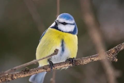 The bird Park in winter Stock Photos