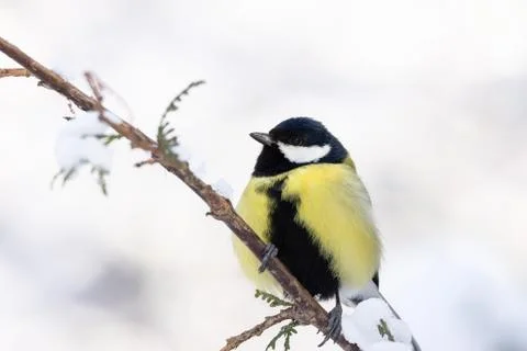 The bird Park in winter Stock Photos