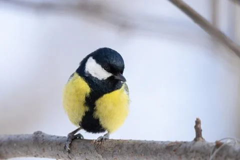 The bird Park in winter Stock Photos
