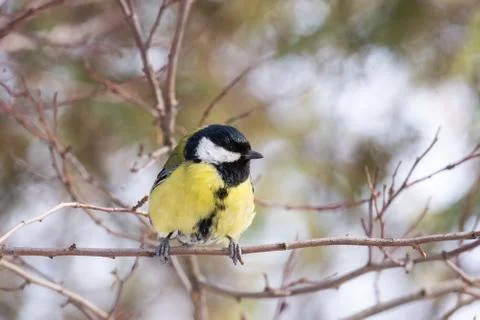 The bird Park in winter Stock Photos