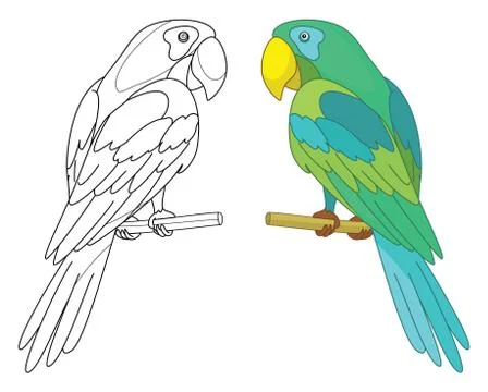 Bird parrot on a perch Stock Illustration