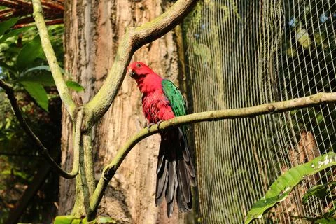 The Bird parrot red eos bornea Stock Photos