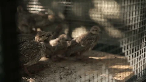 Bird partridge bird in a cage Stock Footage 83588751