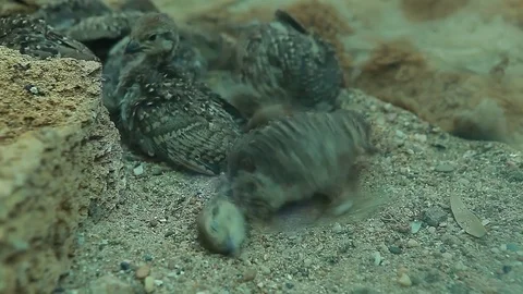 Bird partridge birds bathe in the sand Stock Footage 83588846