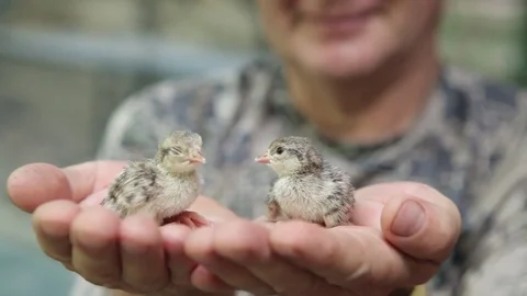Bird partridge Chicks on hand Stock Footage 83588282