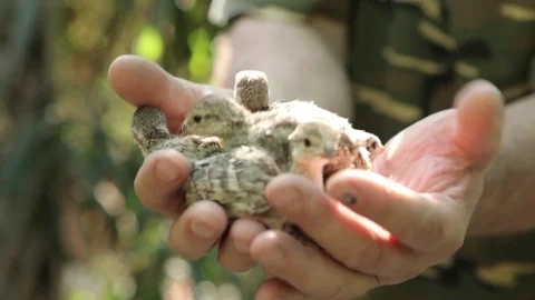 Bird partridge newly hatched Chicks in the hands of man Stock Footage 83588988
