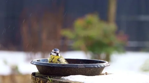Bird Parus caeruleus, blue tit, bathing day, fun Stock Footage 151092989
