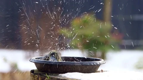 Bird Parus caeruleus, blue tit, bathing day, fun Stock Footage 167000930