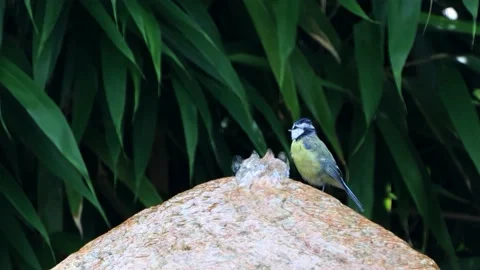Bird Parus caeruleus drinking water on the stone fountain Stock Footage 221502144