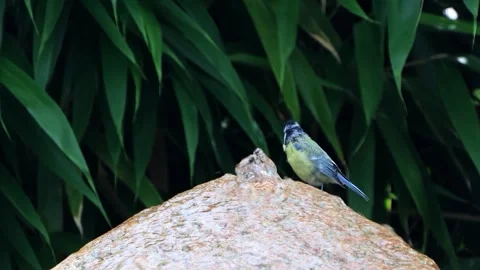 Bird Parus caeruleus drinking water on the stone fountain Stock Footage 246297607
