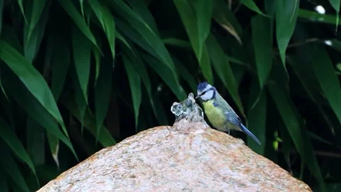 Bird Parus caeruleus drinking water on the stone fountain Stock Footage 246304552