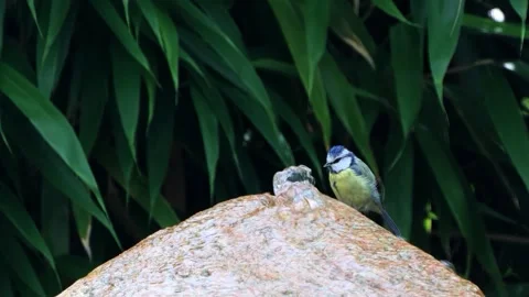 Bird Parus caeruleus drinking water on the stone fountain Video stock 246315183