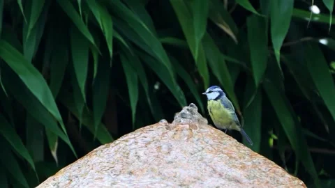 Bird Parus caeruleus drinking water from the stone fountain Stock Footage 262025069