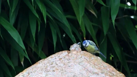Bird Parus caeruleus drinking water from the stone fountain Stock Footage 262025260