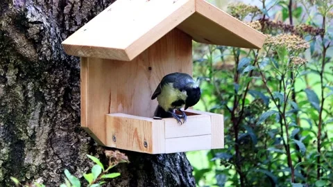 Bird parus major pecks bird food Stock Footage 165932973