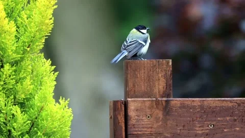 Bird parus major on wooden post Stock Footage 166996915