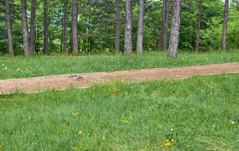 Bird, path and forest Stock Photos