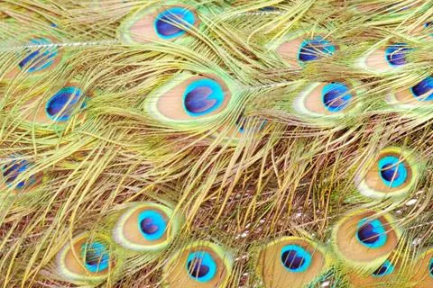 Bird peacock feather close up Stock-Fotos