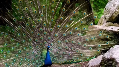 Bird peacock feathers Video stock 269212919