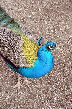 Bird peacock Stock Photos
