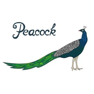 Bird peacock vector illustration Stock Illustration