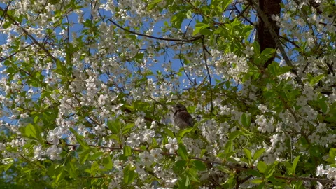 Bird peched in a blooming cherry tree Stock Footage 306953218