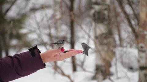 Bird peck seed from hand Stock-Footage 166165433