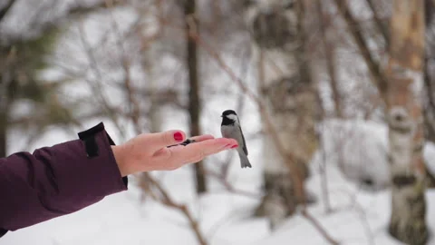Bird peck seed from hand Stock Footage 167663577