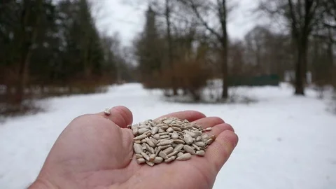 Bird pecking grain from hand. slow motion Vídeos de archivo 70935183