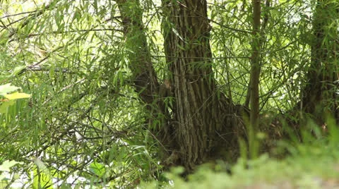Bird pecking at tree Video stock 25841744
