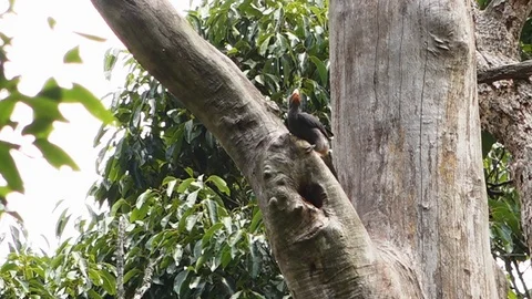 A bird pecking into a tree Stock Footage 94691433