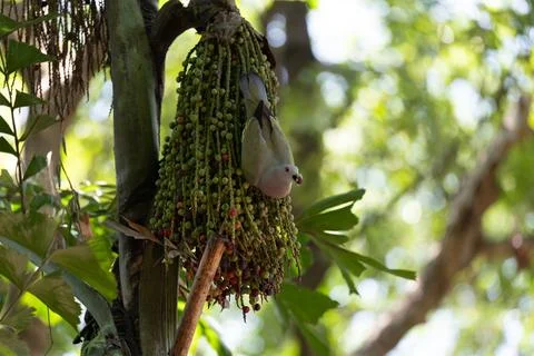 Bird pecks at cluster of green fruit Stock Photos