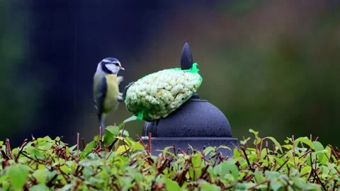 Bird pecks nuts, blue tit Parus caeruleus  Stock Footage 226901550