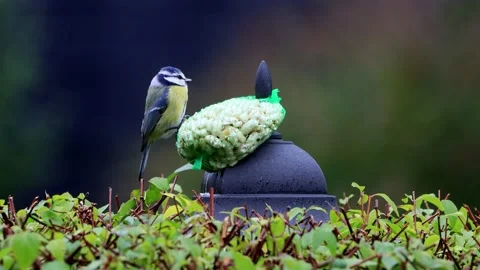 Bird pecks nuts, blue tit Parus caeruleus  Stock Footage 226922944