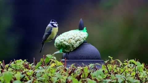 Bird pecks nuts, blue tit Parus caeruleus  Stock Footage 231059380