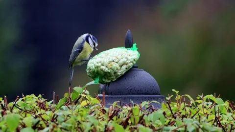 Bird pecks nuts, blue tit Parus caeruleus  Stock Footage 262025513