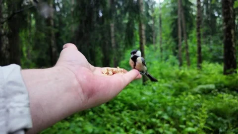 A bird pecks seeds from his hand in a summer park Stock Footage 341815407
