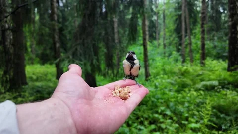 A bird pecks seeds from his hand in a summer park Stock Footage 341815467