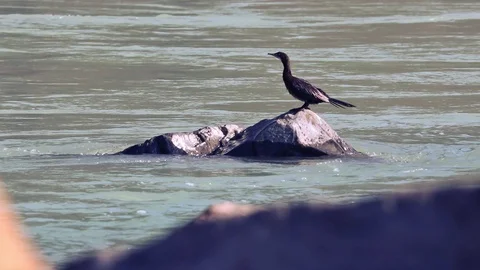 Bird peeing in mid of the  river Stock Footage 99851846