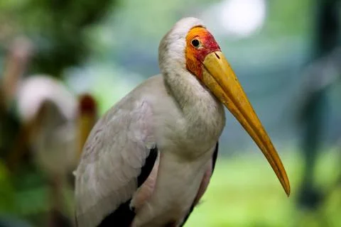 Bird : Pelican Stock Photos
