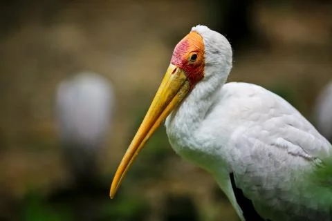 Bird : Pelicans Stock Photos