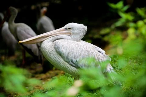 Bird : Pelicans Stock Photos
