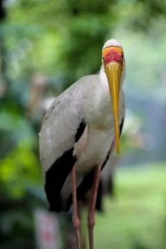 Bird : Pelicans Stock Photos