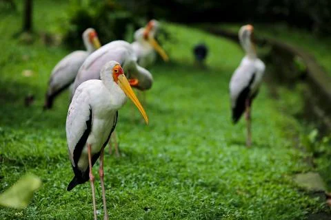 Bird : Pelicans Stock Photos